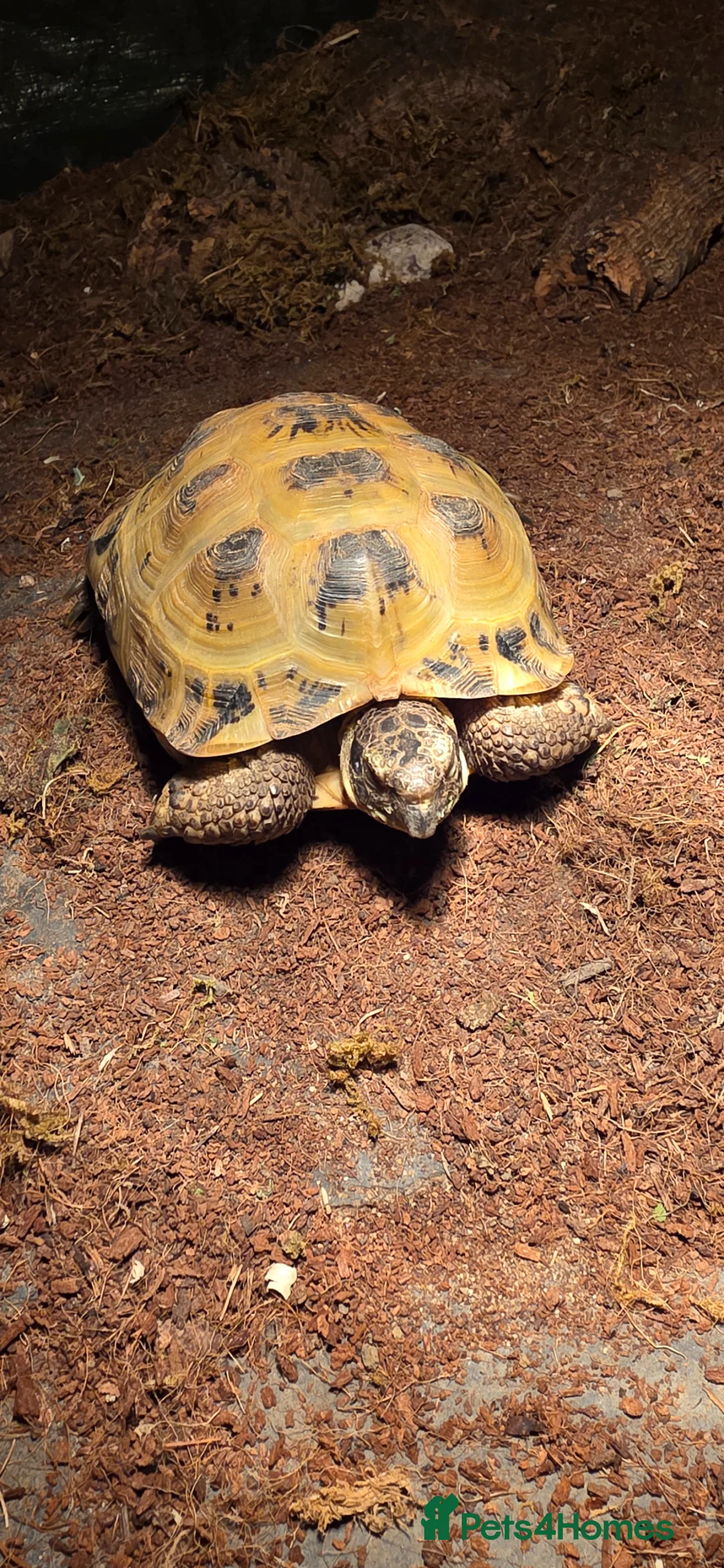 Tortoise reptiles for sale: Horsefield tortoise - Advert 1