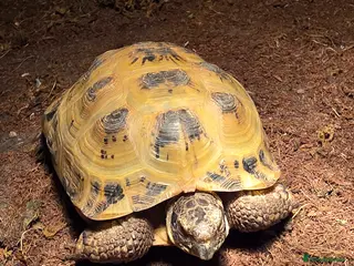 Tortoise reptiles Horsefield tortoise - Advert 1