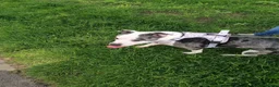 Mixed Breed dogs for adoption: ‼️ URGENT FOSTER NEEDED: LINA in Burton-on-Trent - Advert 6