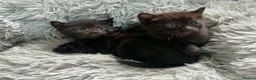 Mixed Breed cats for sale: 5 Kittens in Musselburgh - Advert 23