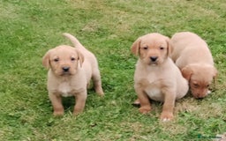 Labrador Retriever dogs for sale: Labrador pups for sale  - Image 6
