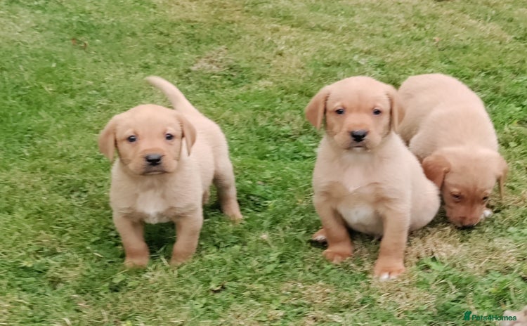 Labrador Retriever dogs - Advert 9