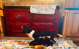 Cavapoo dogs for sale: F1 boys, licensed breeder, health tested parents - Image 19