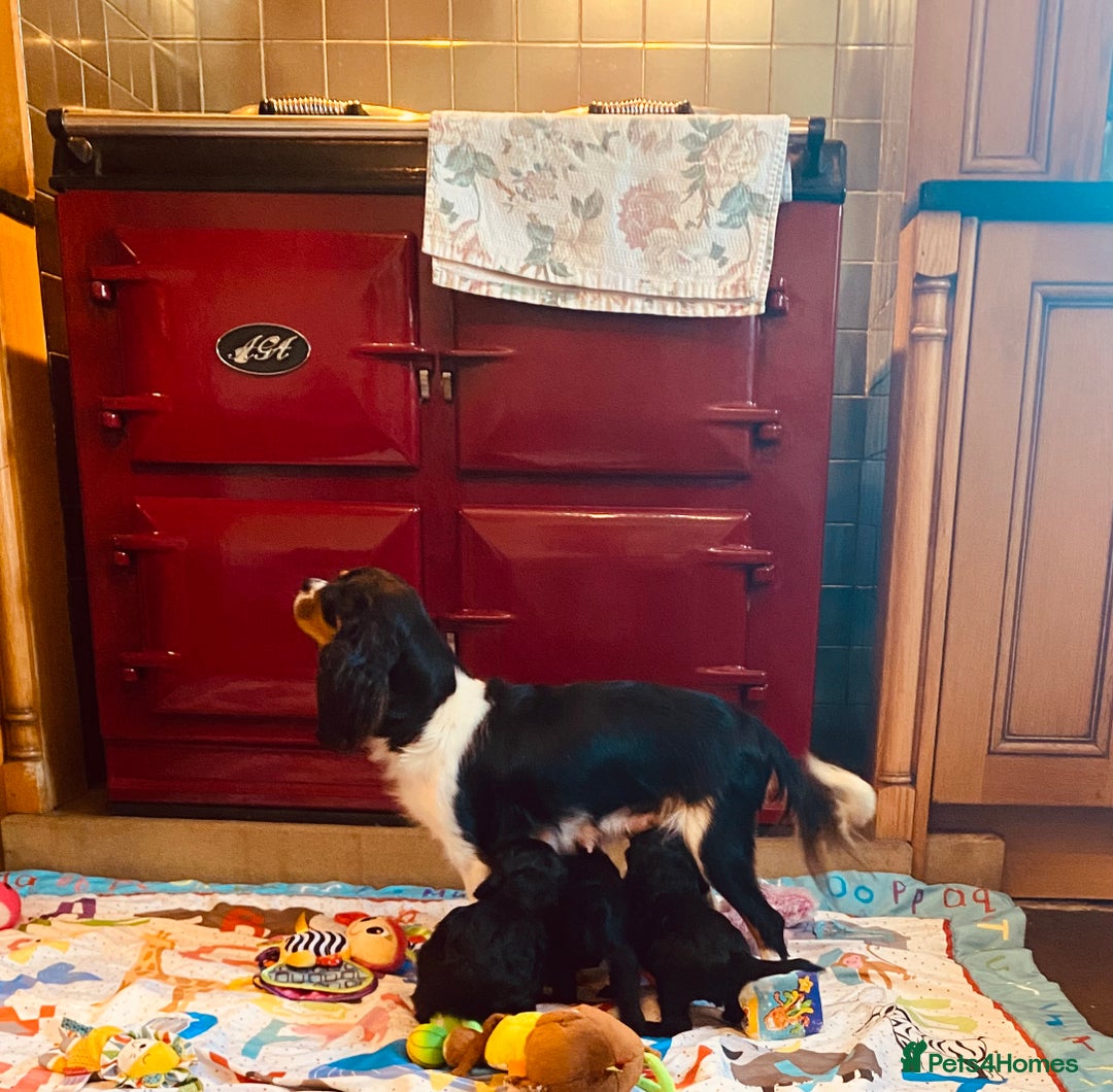 Cavapoo dogs for sale: F1 boys, licensed breeder, health tested parents - Image 19