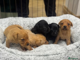 Labrador Retriever dogs KC Labrador Puppies - Advert 8