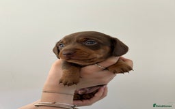 Dachshund dogs for sale: REDUCED*1 LEFT!! *BEAUTIFUL Miniature Dachshund's  - Image 17