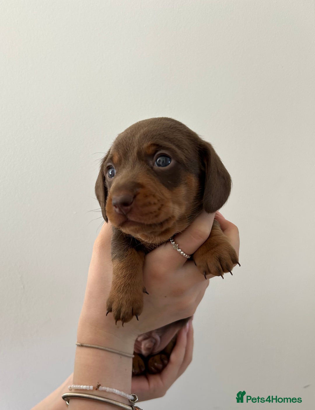 Dachshund dogs for sale: REDUCED*1 LEFT!! *BEAUTIFUL Miniature Dachshund's  - Image 17