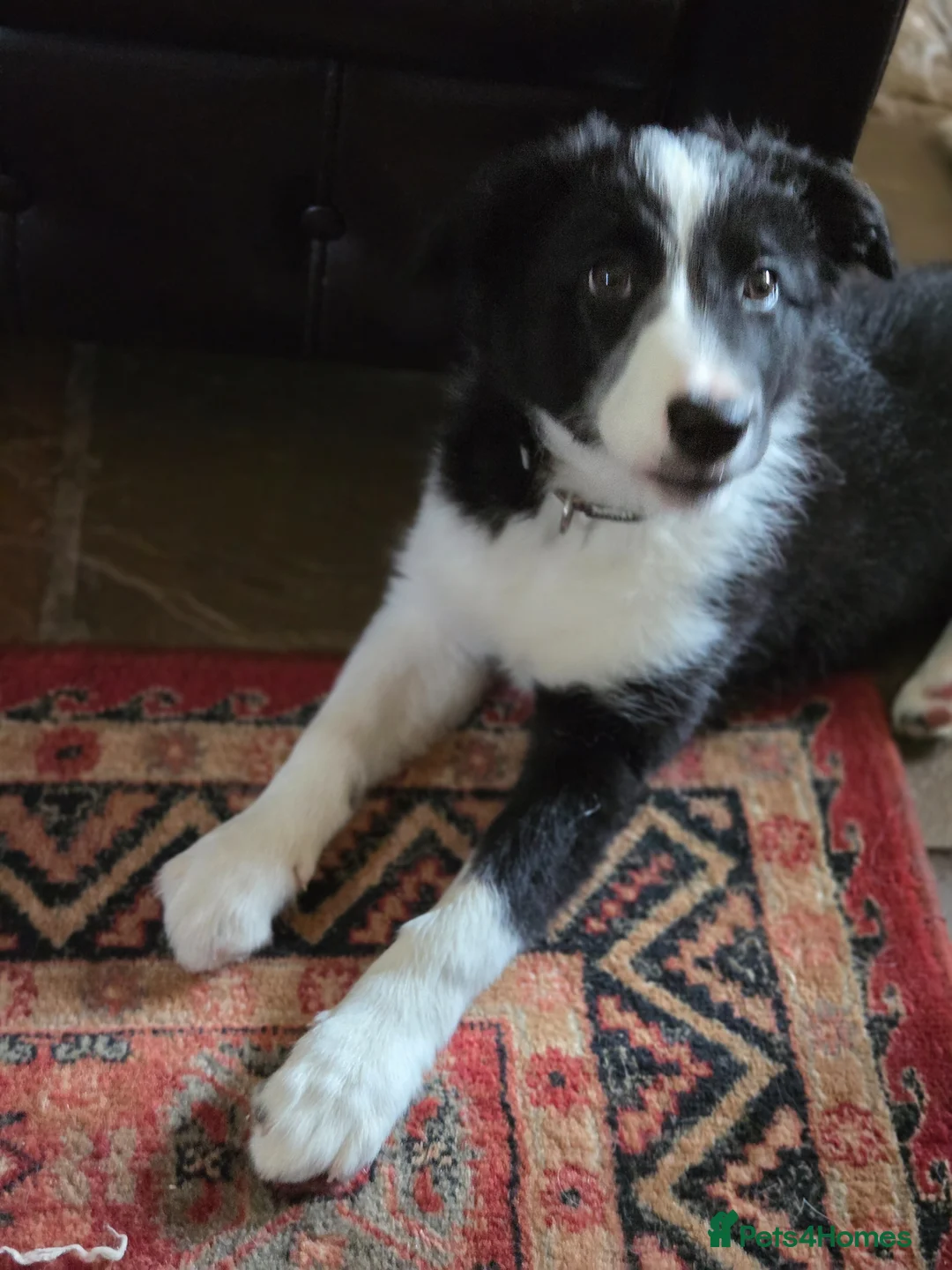 Border Collie dogs for sale: Stunning and Sweet Border Collie Girl - Advert 7