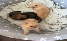 Pomeranian dogs for sale: ** Pomeranian Puppies 🐶🤍🐻🤎 - Image 13