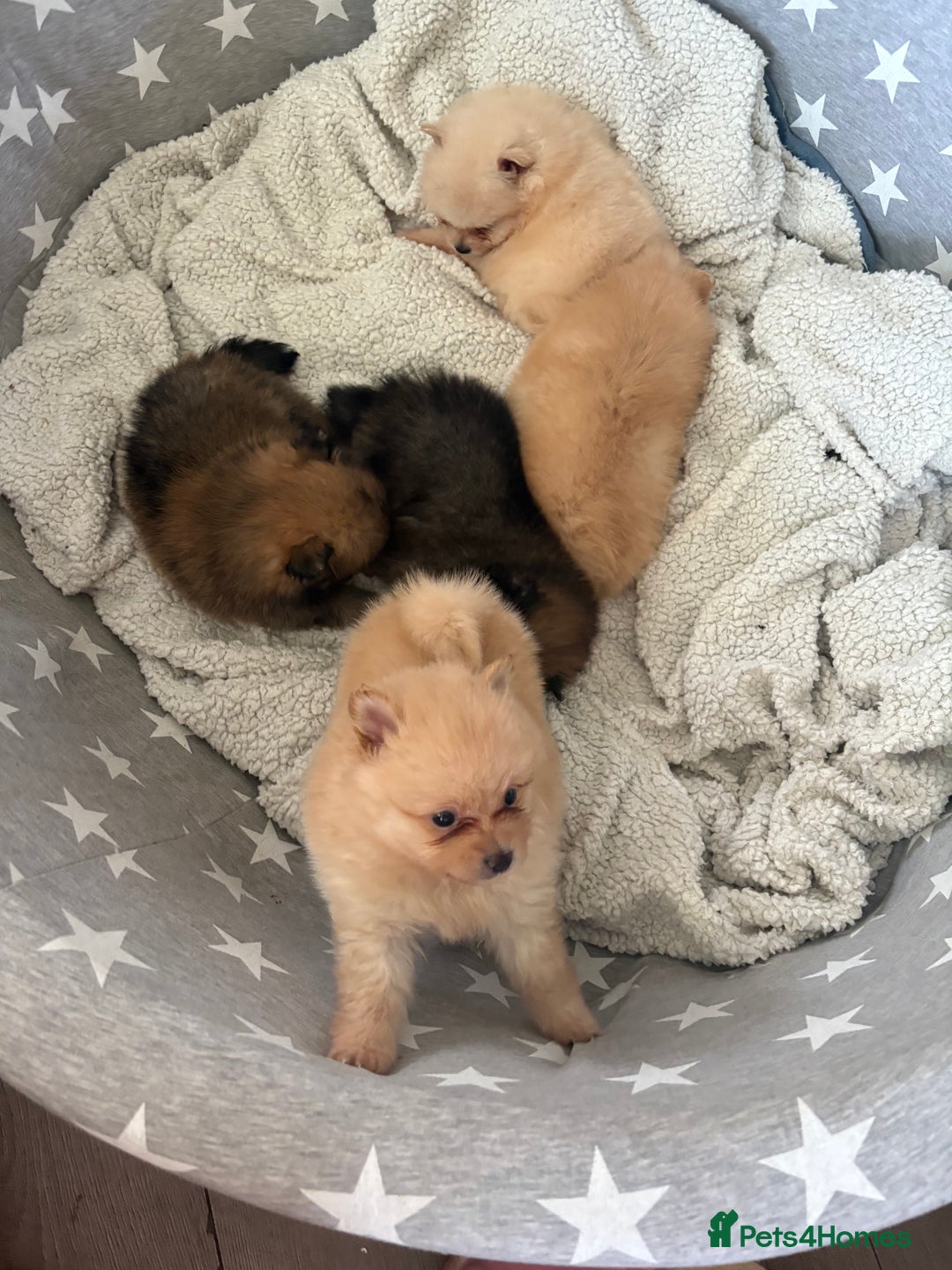 Pomeranian dogs for sale: ** Pomeranian Puppies 🐶🤍🐻🤎 - Image 13
