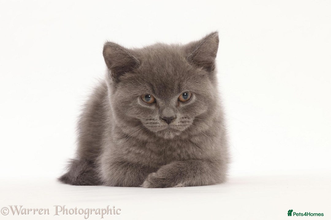 British Shorthair cats for sale: Adorable British Babies  - Advert 15
