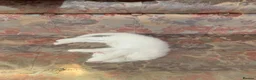 Mixed Breed cats for sale: Four adorable, cuddly kittens - Advert 14