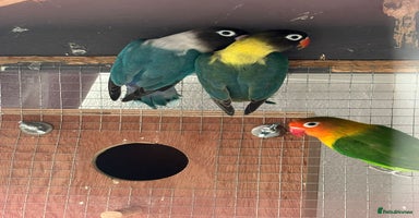 Lovebirds birds - Advert 15