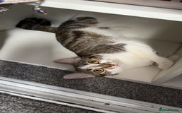 Mixed Breed cats for sale: Cat for sale  - Image 4