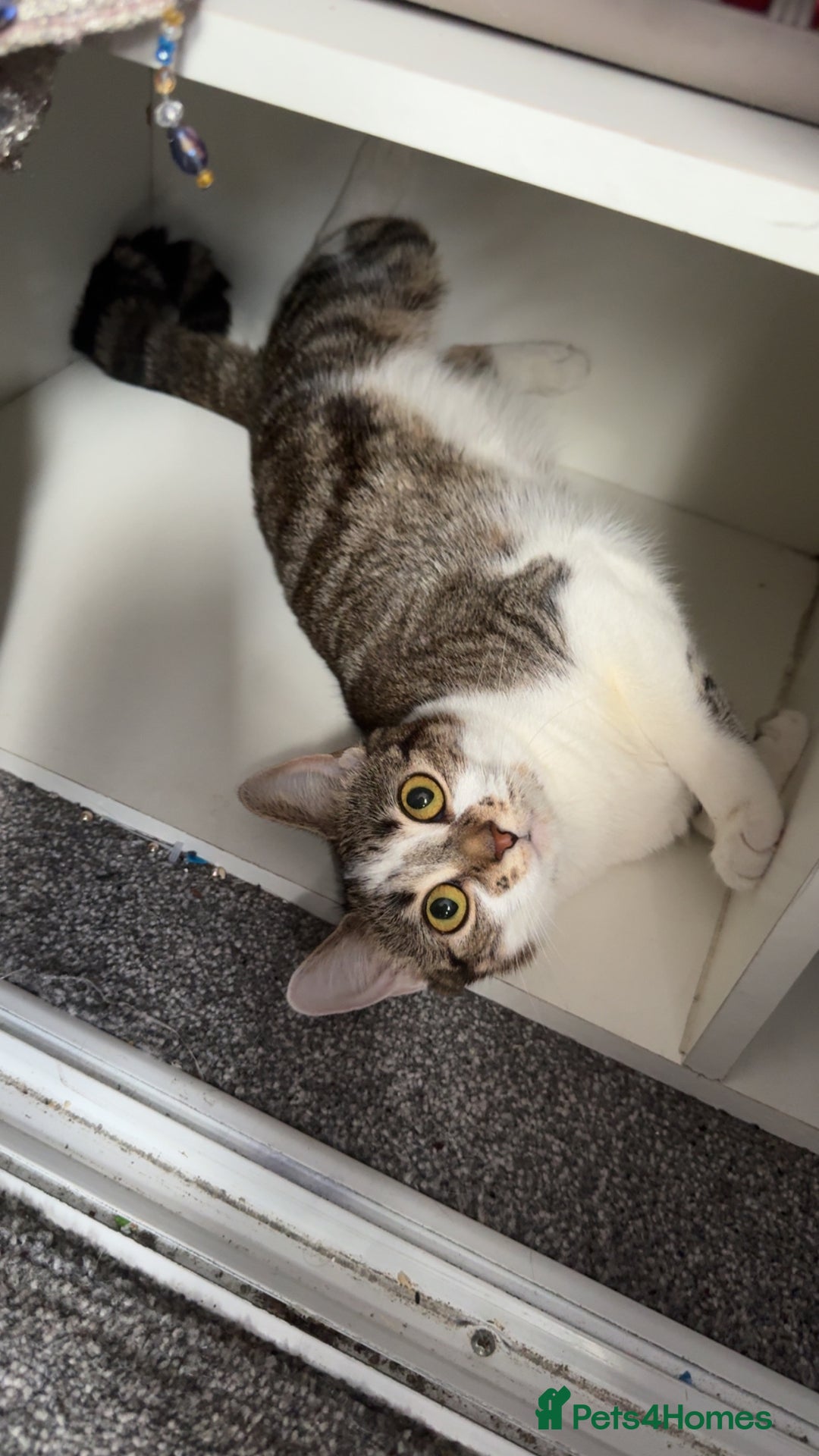 Mixed Breed cats for sale: Cat for sale  - Image 4