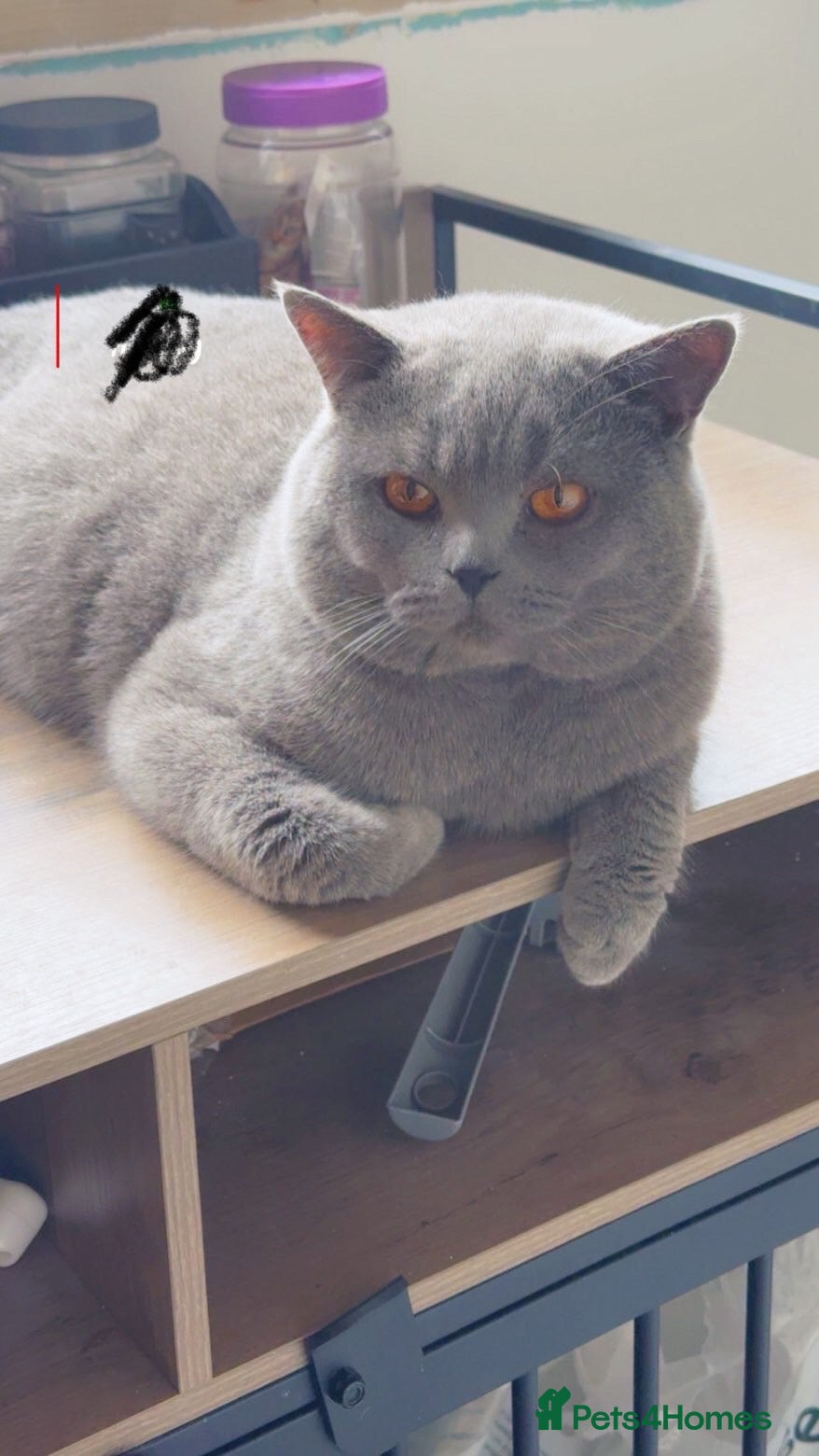 British Shorthair cats Top quality boy - Advert 11