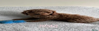 Girl 2 - Teddy 
