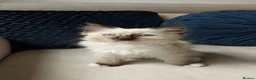 Ragdoll cats for sale: ONLY 2 LEFT Stunning Ragamese Kittens - Advert 25
