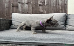 French Bulldog dogs for sale: French Bulldog Puppies–4 Girls & 2 Boys READY NOW  in Walton-on-Thames - Image 22