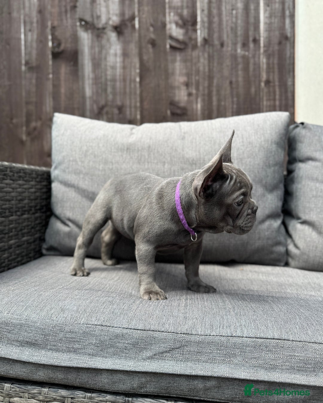 French Bulldog dogs for sale: French Bulldog Puppies–4 Girls & 2 Boys READY NOW  in Walton-on-Thames - Image 22