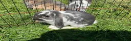 Mini Lop rabbits for sale: rabbit babies for sale in Swansea - Advert 3