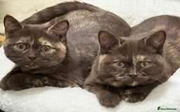British Shorthair cats for sale: Tortie girls - Image 1