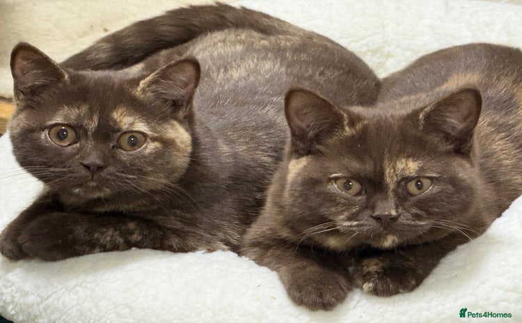 British Shorthair cats - Advert 3