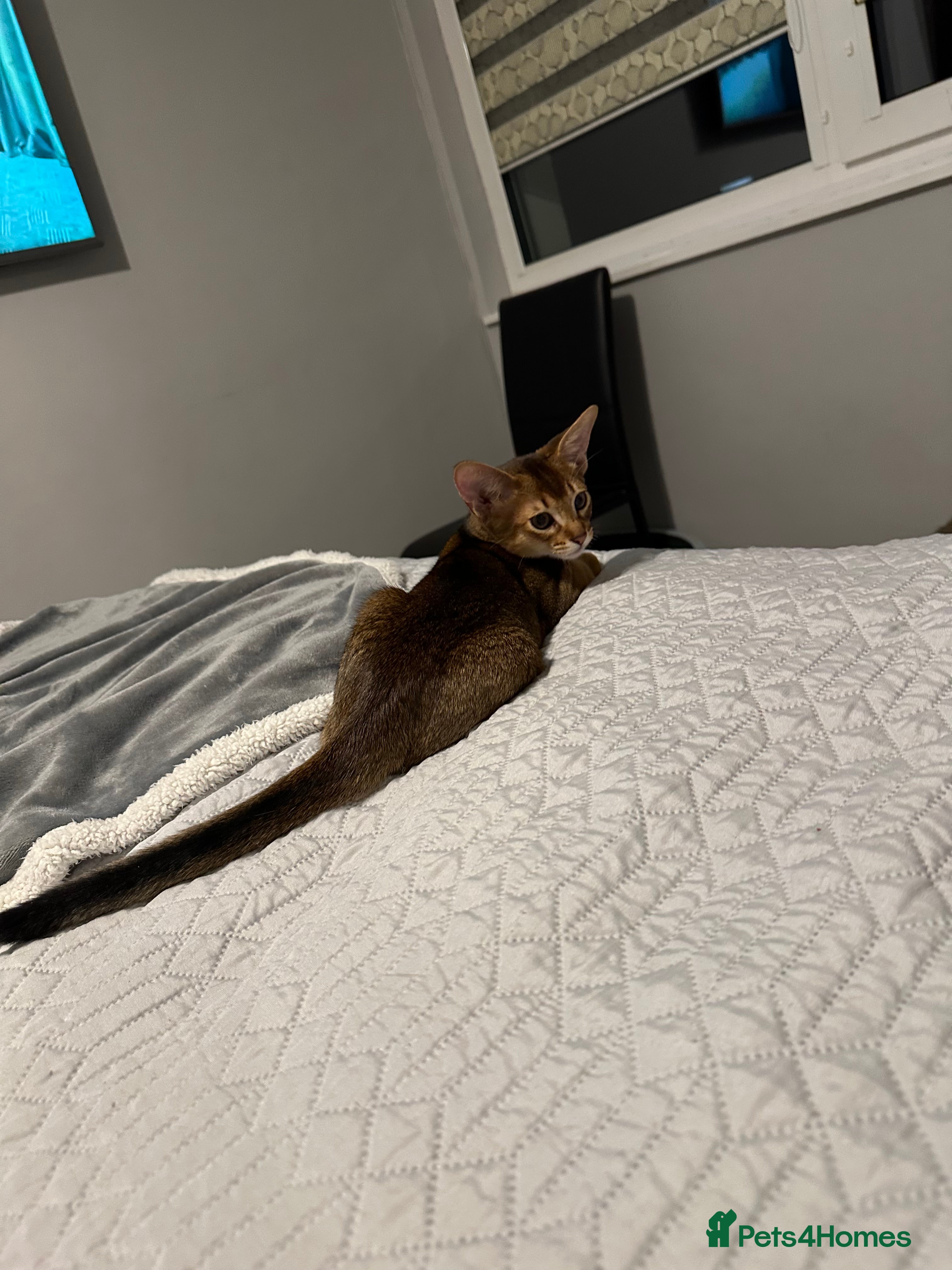 Abyssinian cats Pedigree Abyssinian kittens  - Advert 2