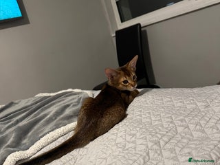 Abyssinian cats Pedigree Abyssinian kittens - Advert 2