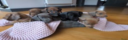 Miniature Dachshund dogs for sale: Beautiful litter of Miniature Dachsunds  - Advert 1