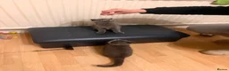 British Shorthair cats for sale: 2 Kittens male - Advert 3