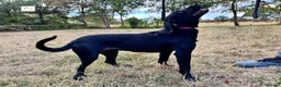 Springador dogs for sale: Willow - Fully Trained Pet Springador in Market Drayton - Advert 3