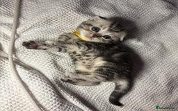 Scottish Fold cats for sale: Perfect Scottish fold x BSH kittens! - Image 7
