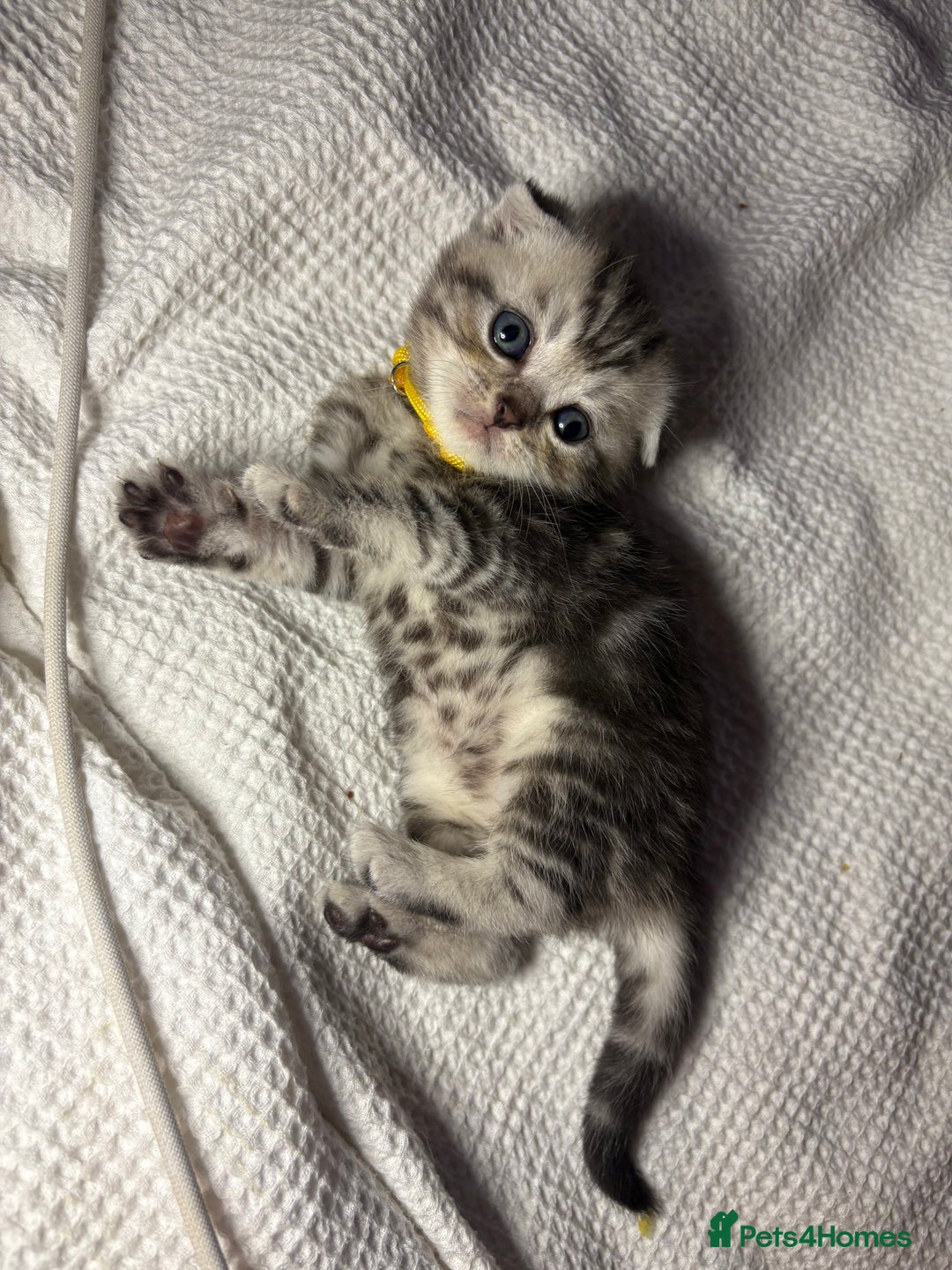 Scottish Fold cats for sale: Perfect Scottish fold x BSH kittens! - Image 7
