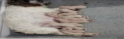 Cockapoo dogs for sale: DNA Health Tested Cockapoos Apricot/Golden - Advert 4