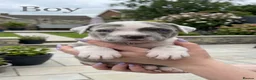 Cane Corso dogs for sale: Stunning Cane Corso Puppies for Sale - Advert 8