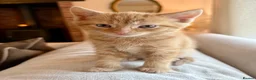 Mixed Breed cats for sale: Beautiful Ginger Kittens  - Advert 18