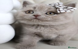 British Shorthair cats for sale: ❤️ Beautiful British Shorthair ❤️ - Image 25