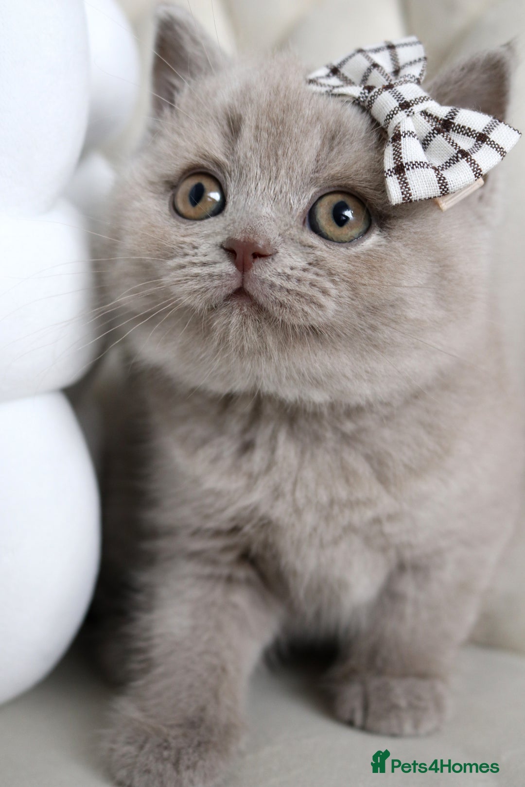 British Shorthair cats for sale: ❤️ Beautiful British Shorthair ❤️ - Image 25