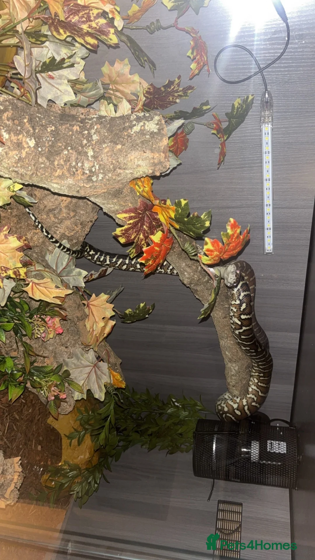 Python Snake reptiles for sale: Bredli python female cb24 in Blackpool - Advert 9