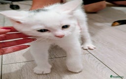 Mixed Breed cats for sale: Adorable kittens for sale - Image 5