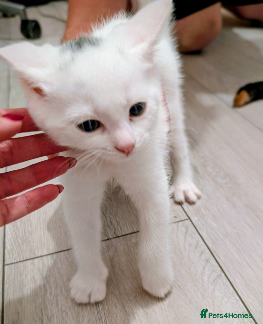 Mixed Breed cats for sale: Adorable kittens for sale - Image 5