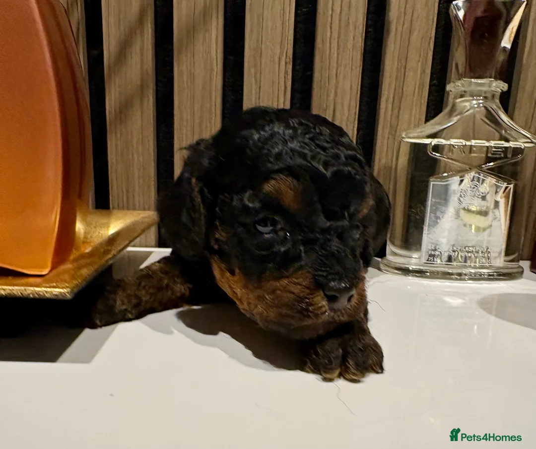 Toy Poodle dogs for sale: KC reg. Male Phantom Toy Poodle - Advert 5