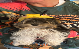 Yorkshire Terrier dogs for sale: 3 miniature Yorkshire terrier boys - Image 4