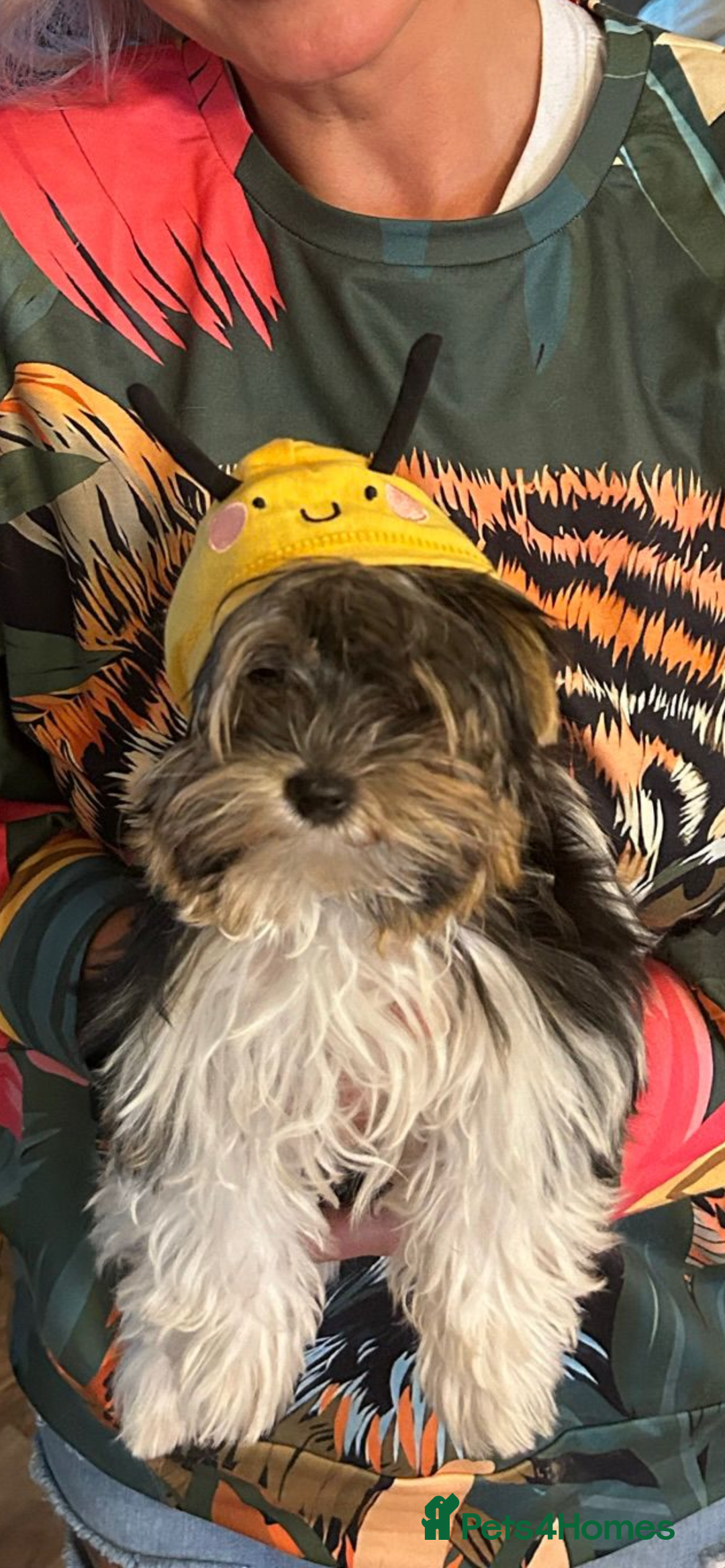 Yorkshire Terrier dogs for sale: 3 miniature Yorkshire terrier boys - Image 4