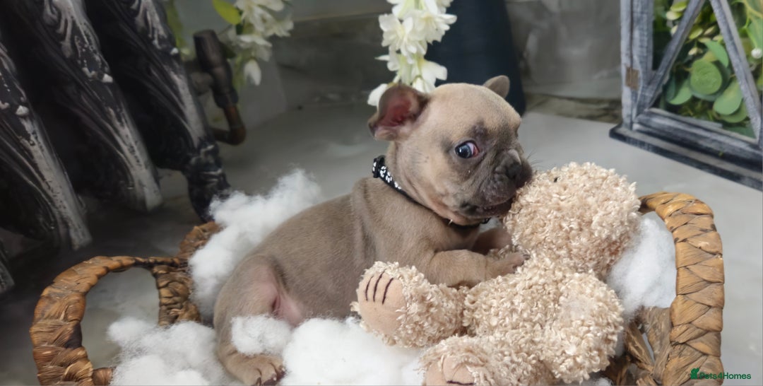 French Bulldog dogs for sale: French bulldog lilac/blue fawn  - Image 14