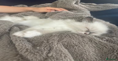 Ragdoll cats - Advert 1