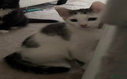 Mixed Breed cats for adoption: 4x 10 week rescue kittens waiting for homes - Image 2
