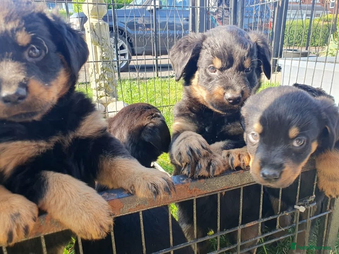 Rottweiler dogs for sale: Loving Rottweiler Puppies for Forever Homes - Advert 10