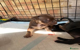 Mixed Breed dogs for sale: French bulldog x Staffordshire bull terrier - Image 2